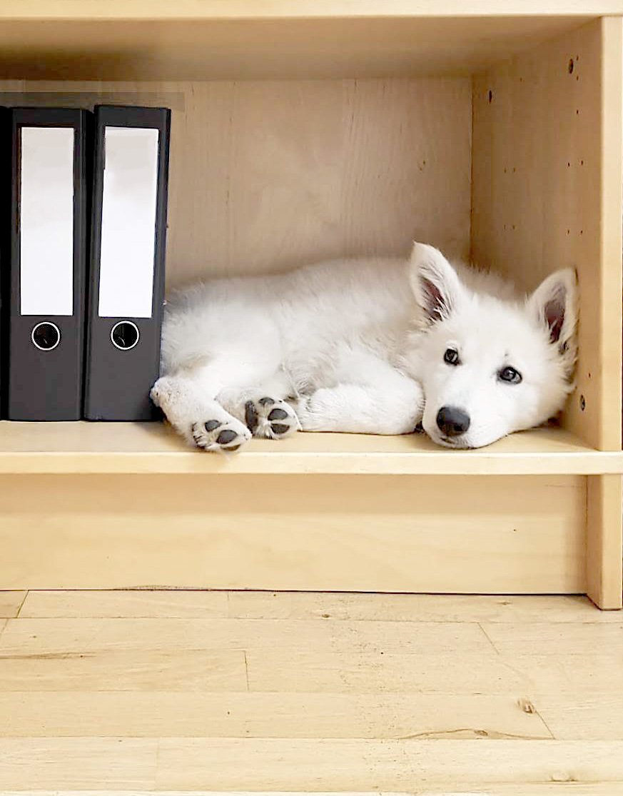 Junger weißer Hund liegt entspannt in einem Regal neben Aktenordnern, eine charmante Kombination aus Büro und Haustierfreundlichkeit.