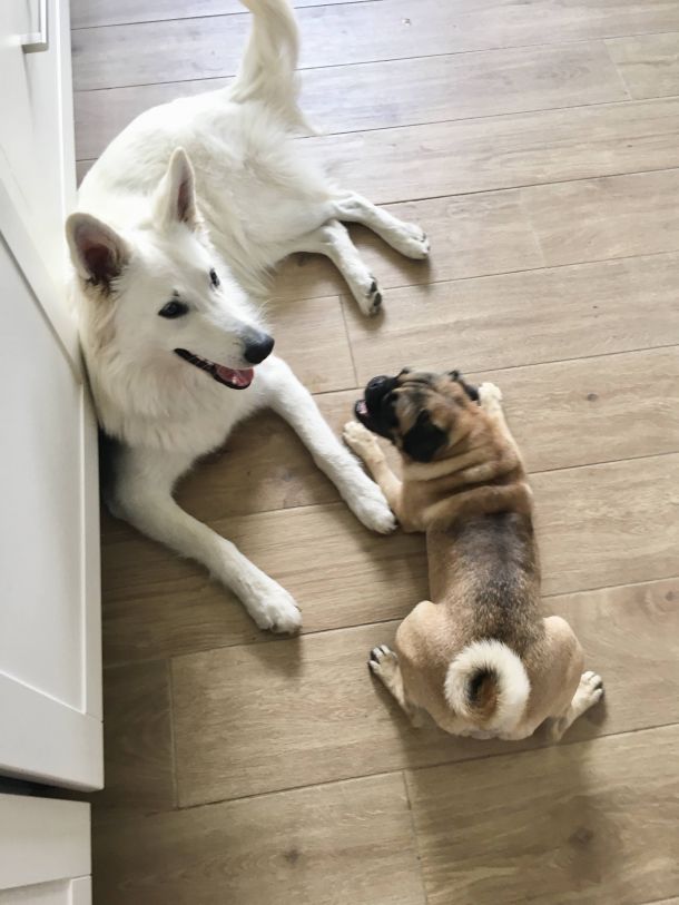 Weißer Schäferhund und Mops