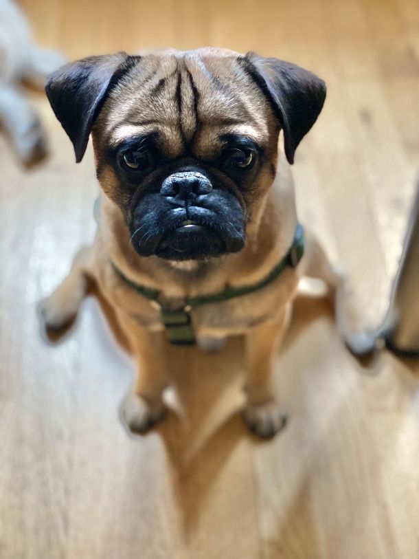 Hund Mops